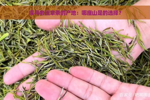 探寻老班章茶的产地：哪座山是的选择？