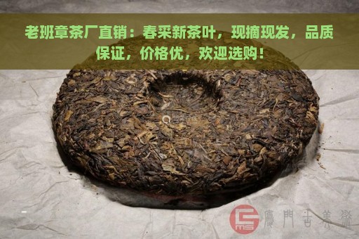 老班章茶厂直销：春采新茶叶，现摘现发，品质保证，价格优，欢迎选购！