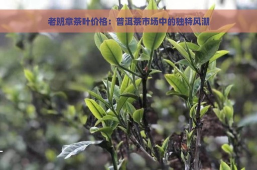 老班章茶叶价格：普洱茶市场中的独特风潮