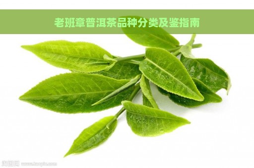 老班章普洱茶品种分类及鉴指南