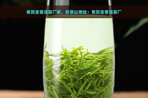 老班章普洱茶厂家，的茶山地址：老班章普洱茶厂