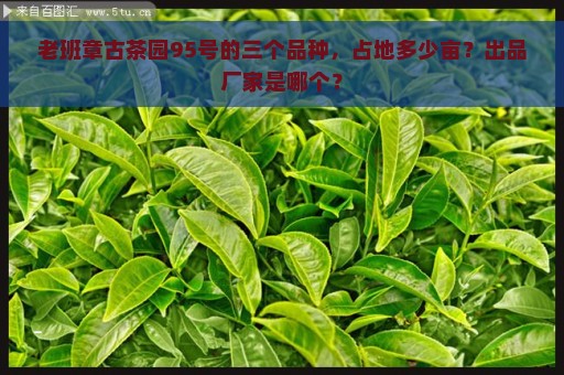 老班章古茶园95号的三个品种，占地多少亩？出品厂家是哪个？