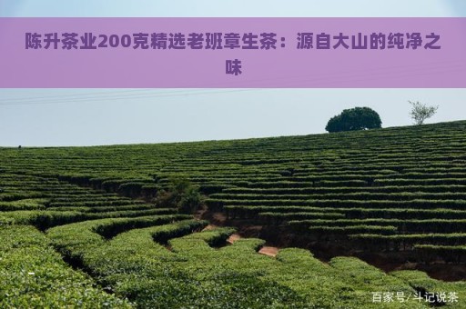 陈升茶业200克精选老班章生茶：源自大山的纯净之味