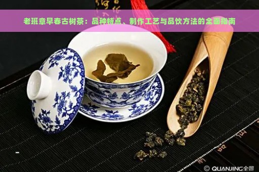 老班章早春古树茶：品种特点、制作工艺与品饮方法的全面指南