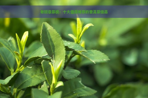 老班章茶榜：十大值得推荐的普洱茶佳品