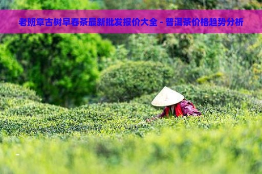 老班章古树早春茶最新批发报价大全 - 普洱茶价格趋势分析