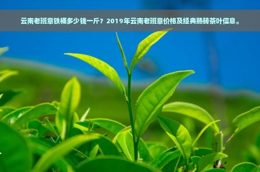 云南老班章铁桶多少钱一斤？2019年云南老班章价格及经典熟砖茶叶信息。