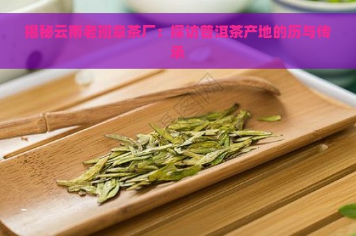 揭秘云南老班章茶厂：探访普洱茶产地的历与传承