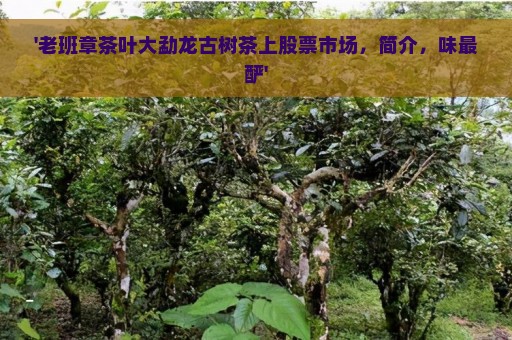 '老班章茶叶大勐龙古树茶上股票市场，简介，味最酽'