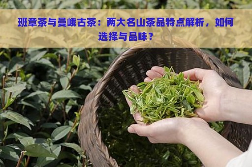 班章茶与曼峨古茶：两大名山茶品特点解析，如何选择与品味？