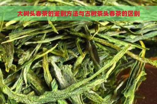 大树头春茶的鉴别方法与古树茶头春茶的区别