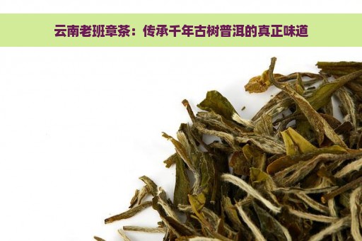 云南老班章茶：传承千年古树普洱的真正味道