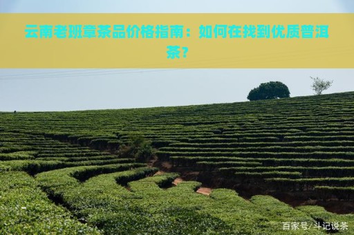 云南老班章茶品价格指南：如何在找到优质普洱茶？