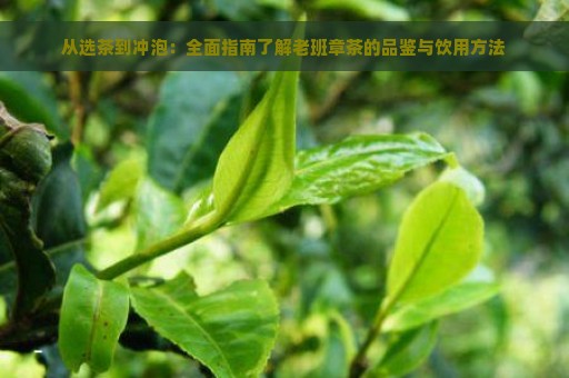 从选茶到冲泡：全面指南了解老班章茶的品鉴与饮用方法