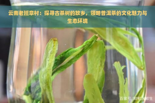 云南老班章村：探寻古茶树的故乡，领略普洱茶的文化魅力与生态环境