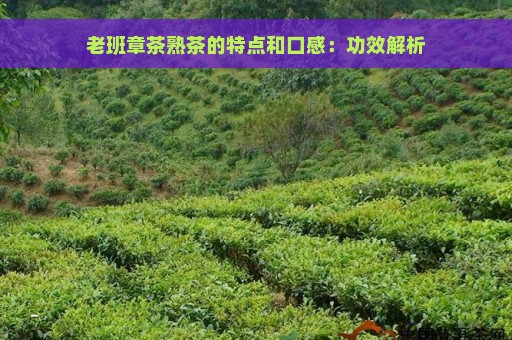 老班章茶熟茶的特点和口感：功效解析