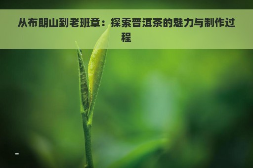 从布朗山到老班章：探索普洱茶的魅力与制作过程