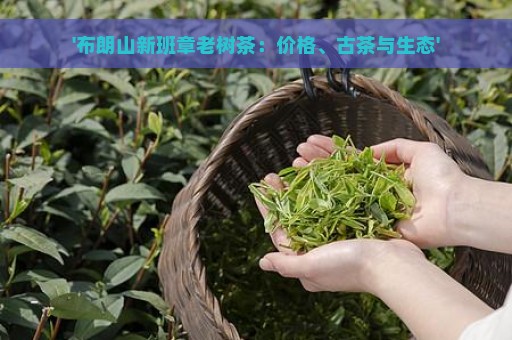 '布朗山新班章老树茶：价格、古茶与生态'