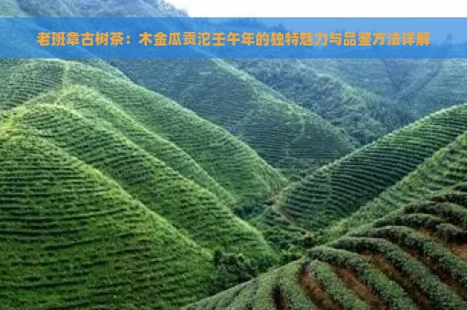 老班章古树茶：木金瓜贡沱壬午年的独特魅力与品鉴方法详解