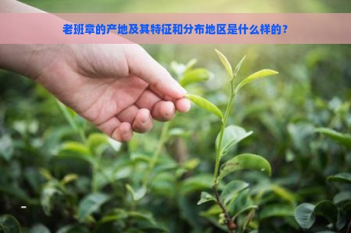 老班章的产地及其特征和分布地区是什么样的？