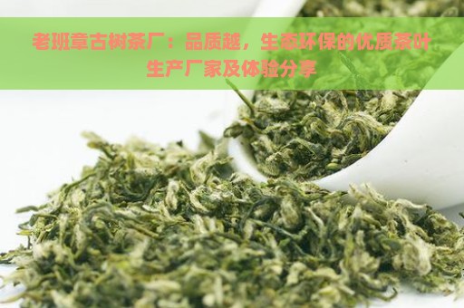 老班章古树茶厂：品质越，生态环保的优质茶叶生产厂家及体验分享