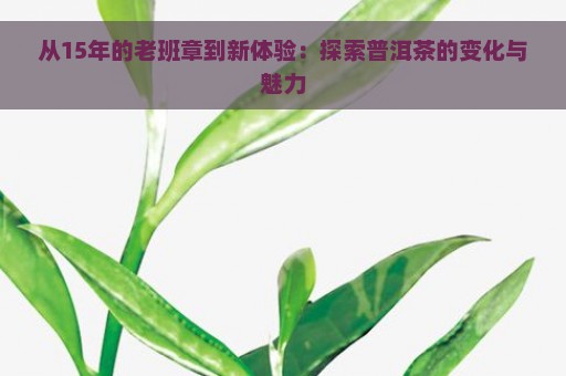 从15年的老班章到新体验：探索普洱茶的变化与魅力