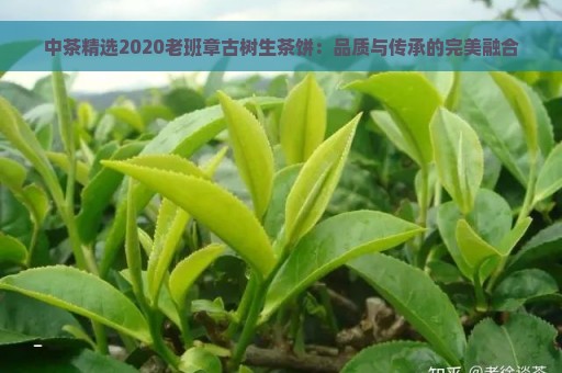 中茶精选2020老班章古树生茶饼：品质与传承的完美融合