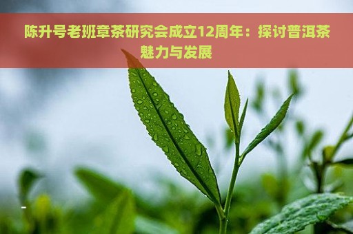 陈升号老班章茶研究会成立12周年：探讨普洱茶魅力与发展