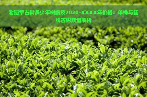 老班章古树多少年树龄及2020-XXXX年价格：单株与挂牌古树数量解析