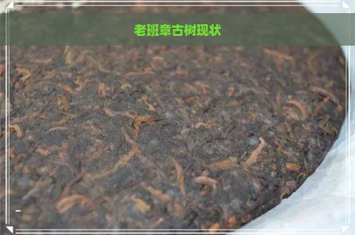 老班章古树现状