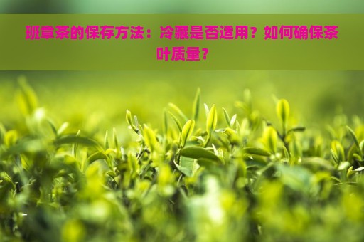 班章茶的保存方法：冷藏是否适用？如何确保茶叶质量？