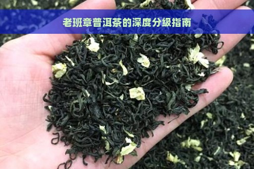 老班章普洱茶的深度分级指南