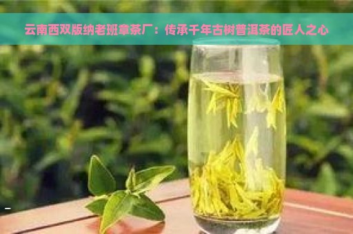 云南西双版纳老班章茶厂：传承千年古树普洱茶的匠人之心