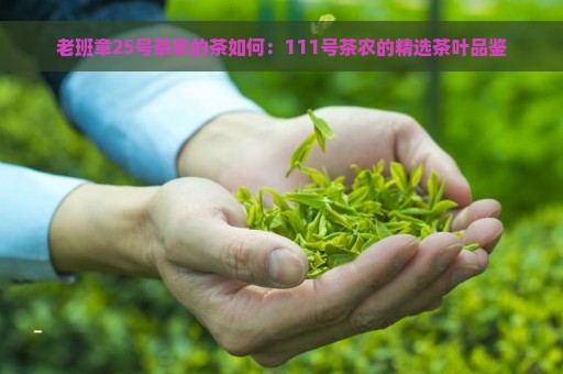 老班章25号茶农的茶如何：111号茶农的精选茶叶品鉴