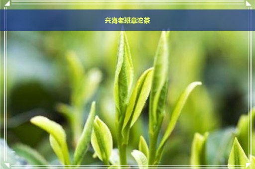 兴海老班章沱茶