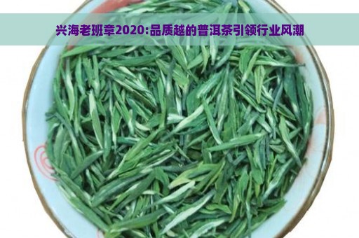 兴海老班章2020:品质越的普洱茶引领行业风潮