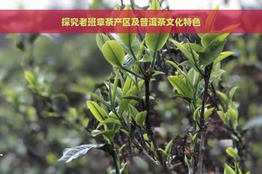 探究老班章茶产区及普洱茶文化特色