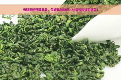 老班章熟茶醇厚香，品鉴体验如何？快来说说你的感受！