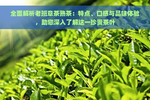 全面解析老班章茶熟茶：特点、口感与品味体验，助您深入了解这一珍贵茶叶