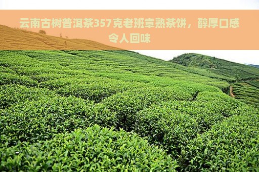 云南古树普洱茶357克老班章熟茶饼，醇厚口感令人回味