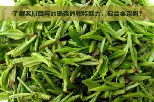 了解老班章与冰岛茶的独特魅力，你会喜欢吗？