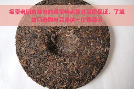 探索老班章茶叶的条索特点及其品质保证，了解如何选购与品鉴这一珍贵茶叶