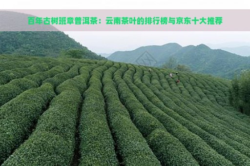 百年古树班章普洱茶：云南茶叶的排行榜与京东十大推荐