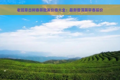 老班章古树春茶批发价格大全：最新普洱茶早春报价