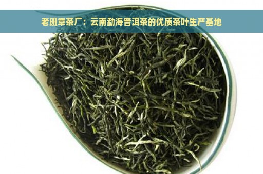 老班章茶厂：云南勐海普洱茶的优质茶叶生产基地