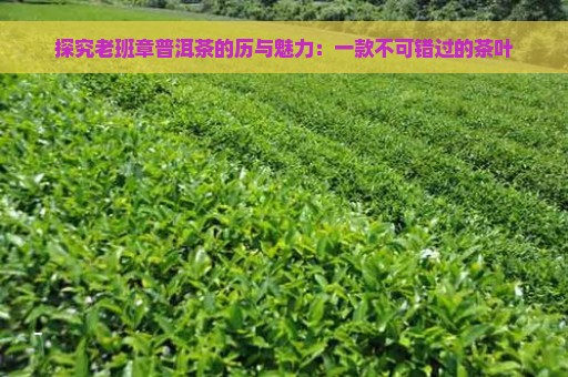 探究老班章普洱茶的历与魅力：一款不可错过的茶叶