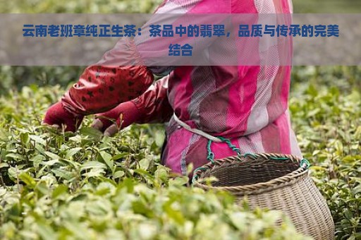 云南老班章纯正生茶：茶品中的翡翠，品质与传承的完美结合