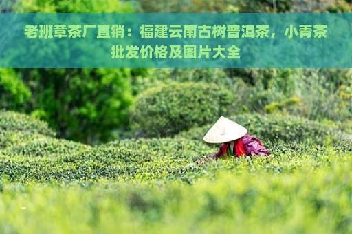 老班章茶厂直销：福建云南古树普洱茶，小青茶批发价格及图片大全