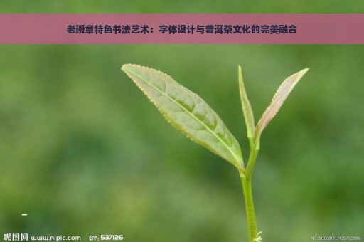 老班章特色书法艺术：字体设计与普洱茶文化的完美融合