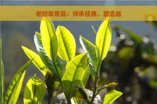 老班章茶品：传承经典，塑造越